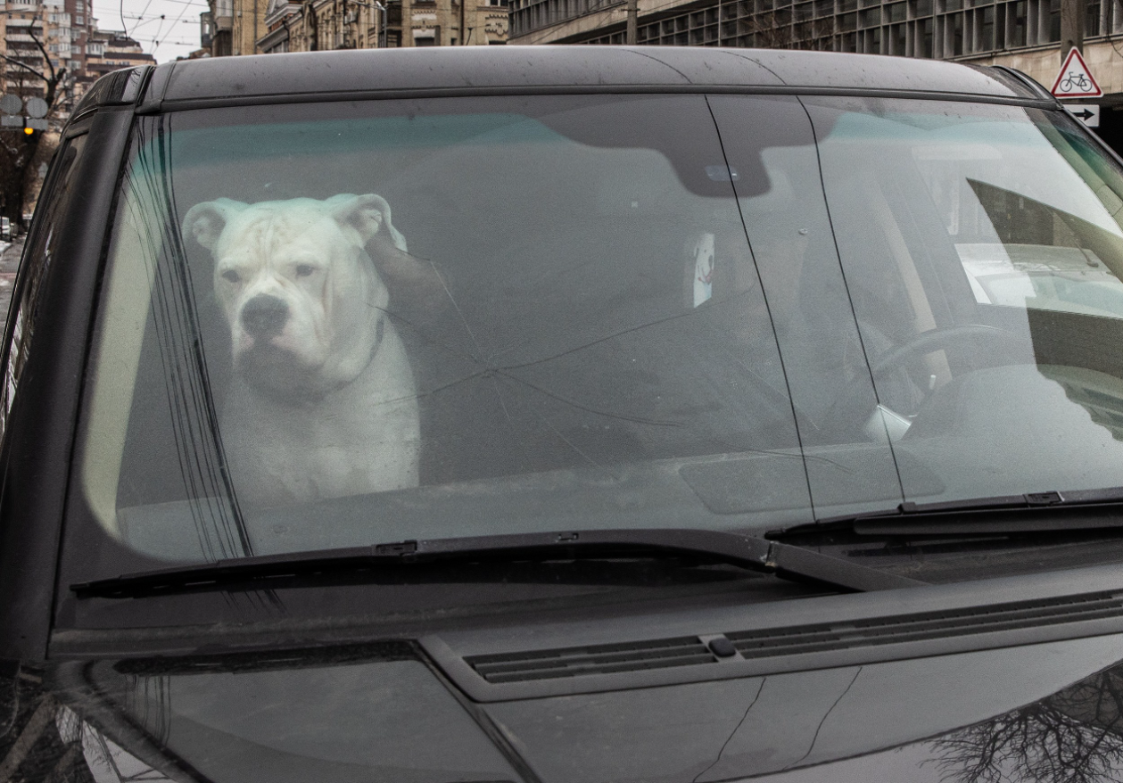 safest toys for dogs safest toys for dogs