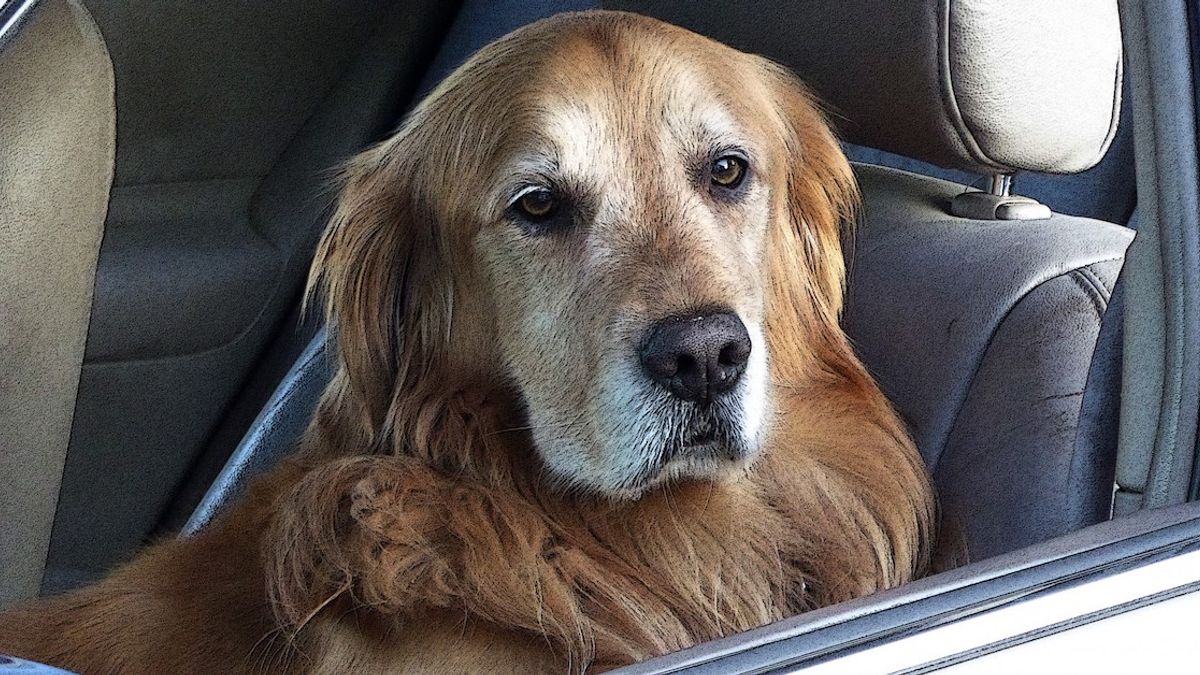 large dog outdoor toys large dog outdoor toys