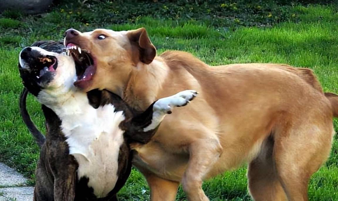 LEAKING FOOD TOY LEAKING FOOD TOY