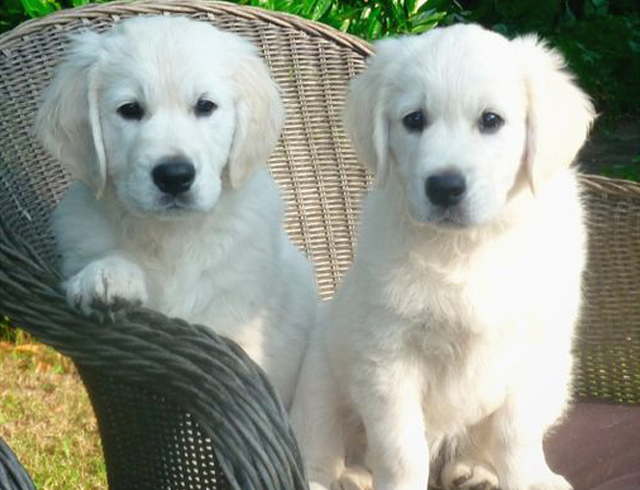 dog toy manufacturers