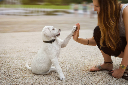 The Joyful Noise of Squeaky Toys: Unleashing The Fun with Rubber Squeaky Dog Toys