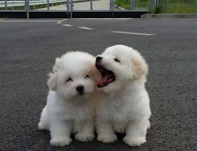 The Ultimate Guide to New Arrival Durable Dog Toys: Unveiling the World of Long-Lasting Squeaky and Chewable Delights