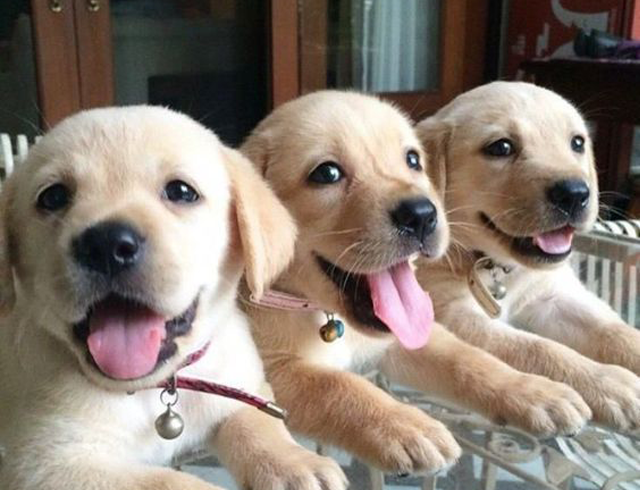 The Joy of Squeaky Toys: Unleashing Fun with Rubber Squeaky Dog Toys