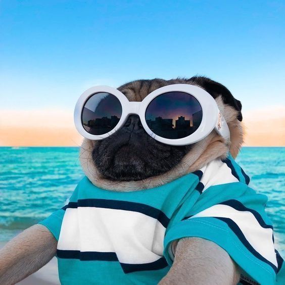 challenging dog toys