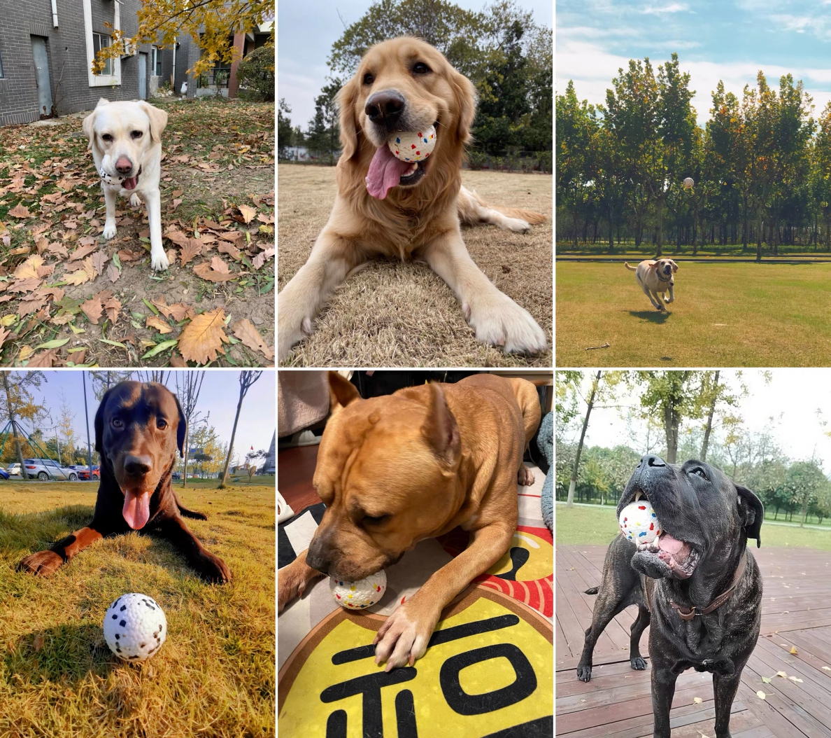 most durable dog toys