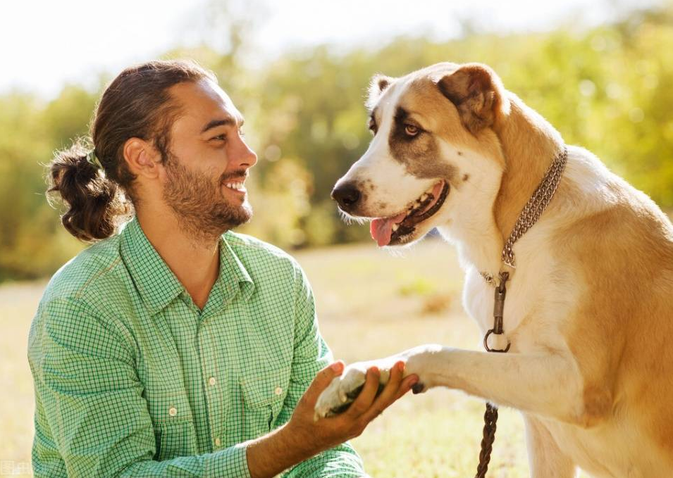 dog toys for small dogs