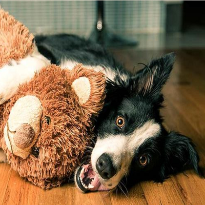 puzzle toys for dogs