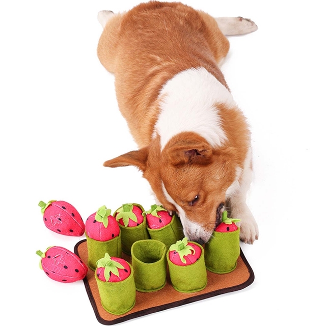 Squeaky Dog Toy