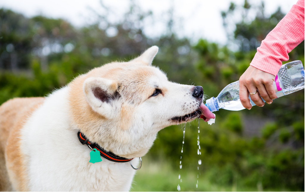 self fetch dog toys