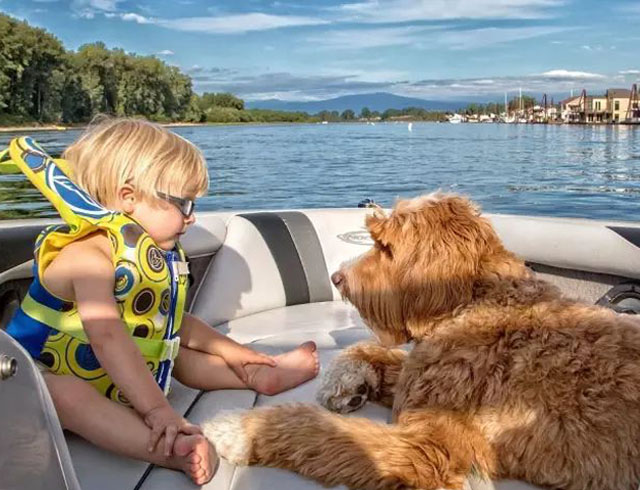 spot push and pop interactive dog toy