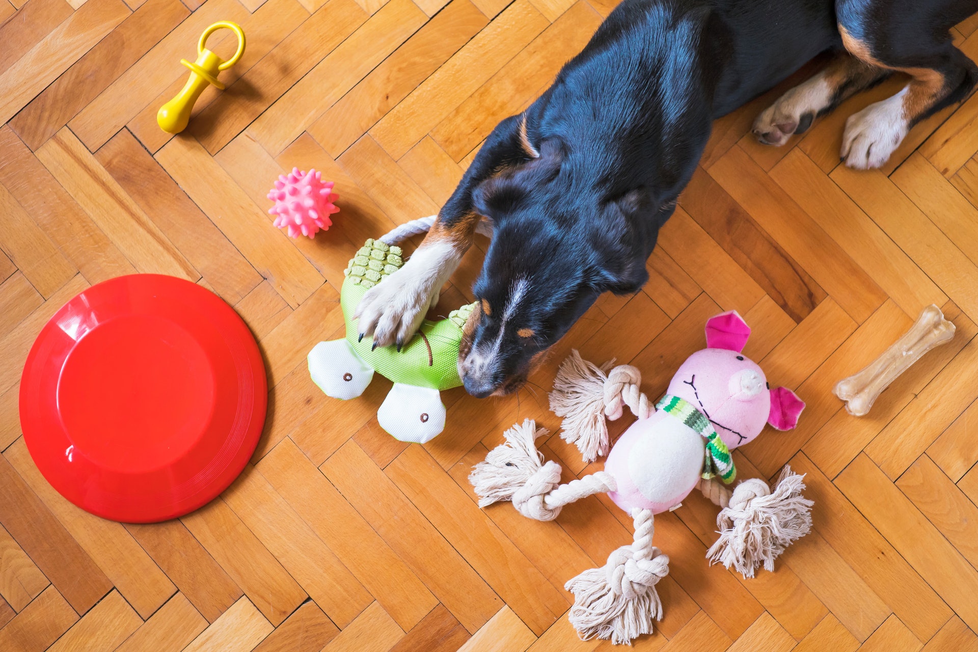 dog squeaky toys