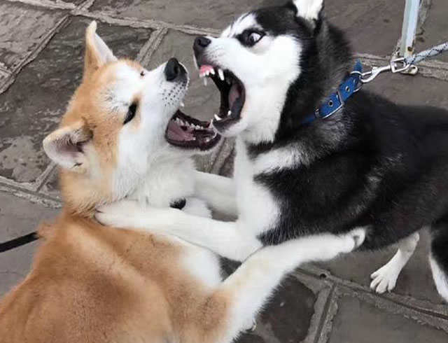 My dogs keep fighting ,How do i stop it?