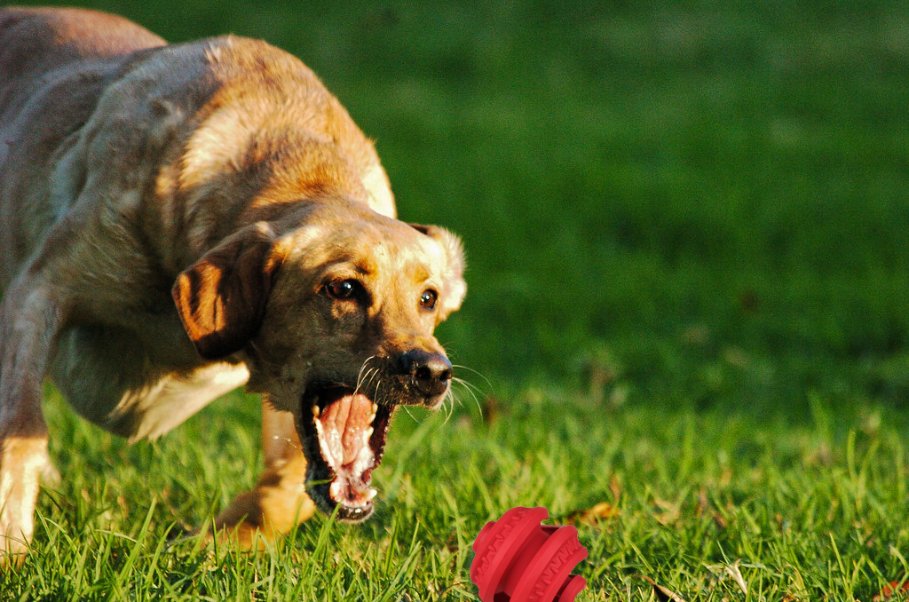rubber dog toy