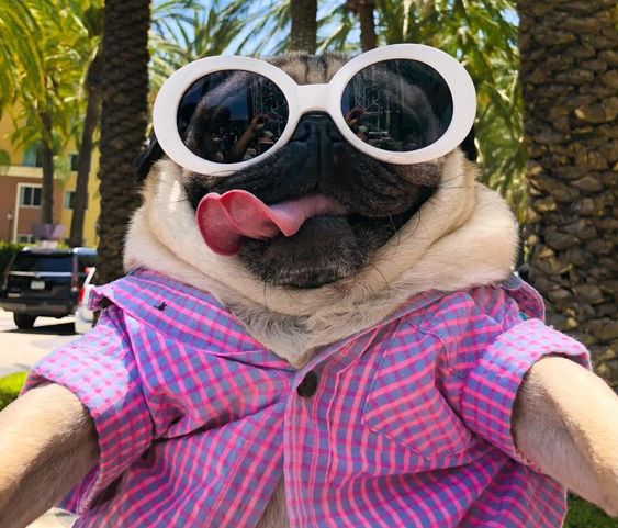 The best outdoor toys for dogs