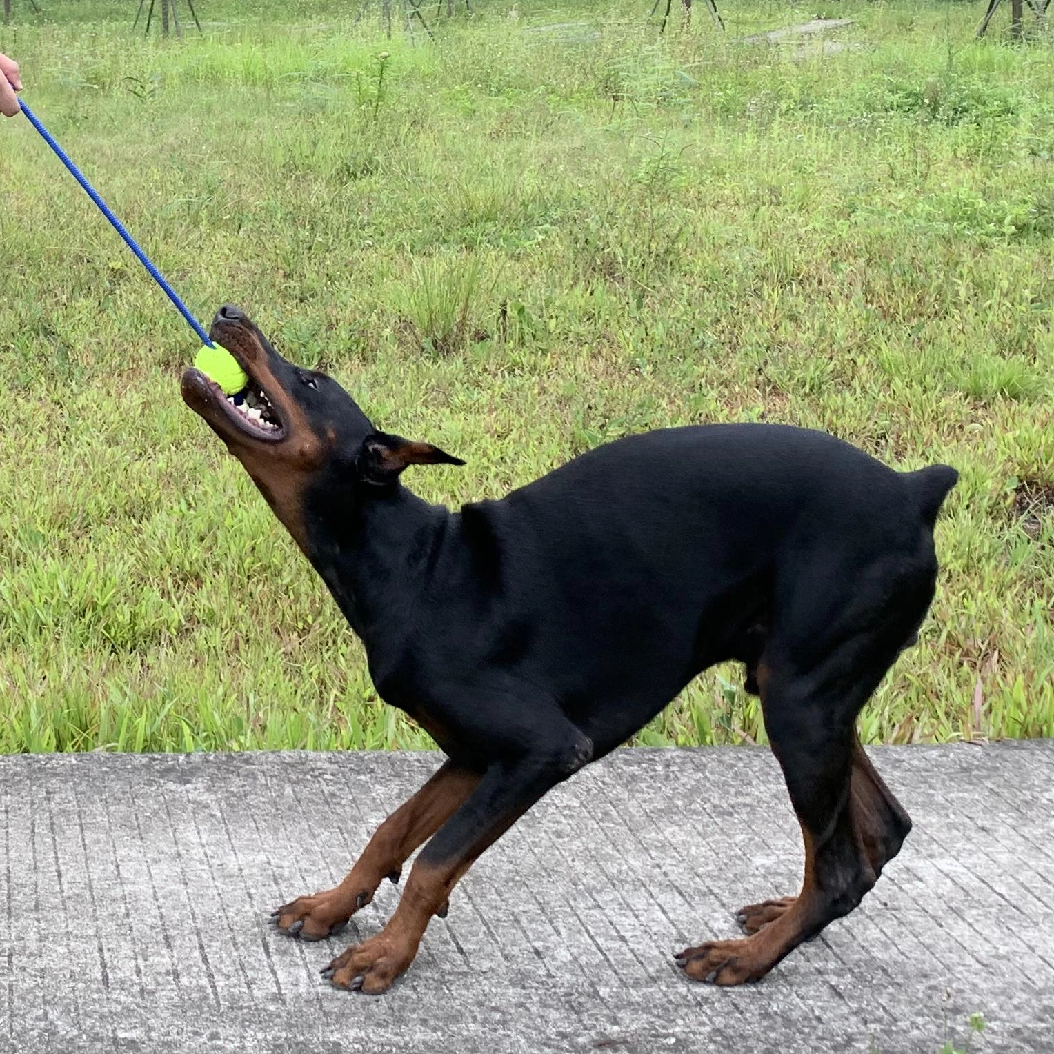 non toxic toys for dogs