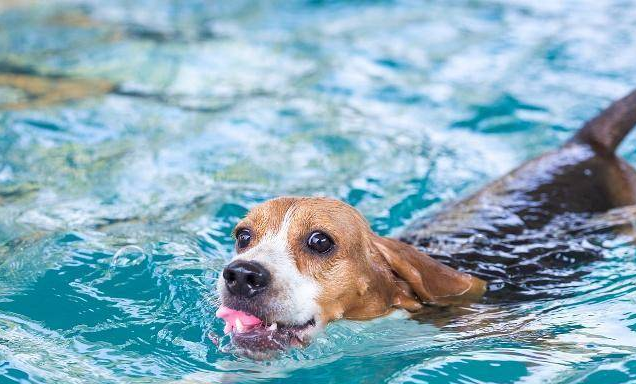 dog toys for swimming pools