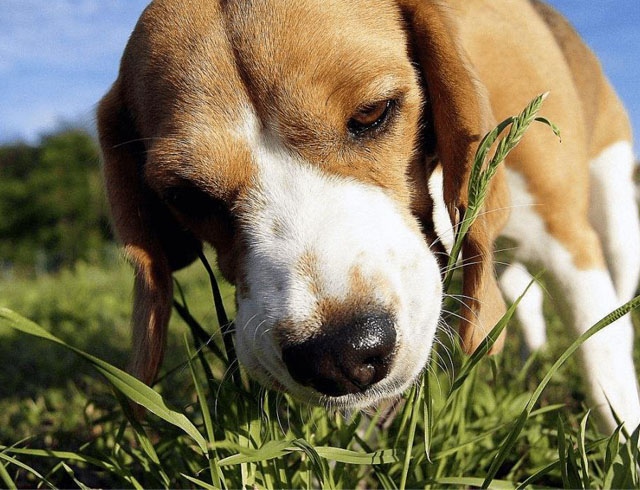 Why do dogs eat grass?