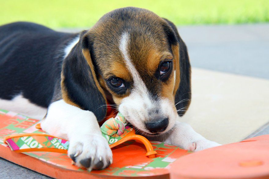 Cute Beagle puppy