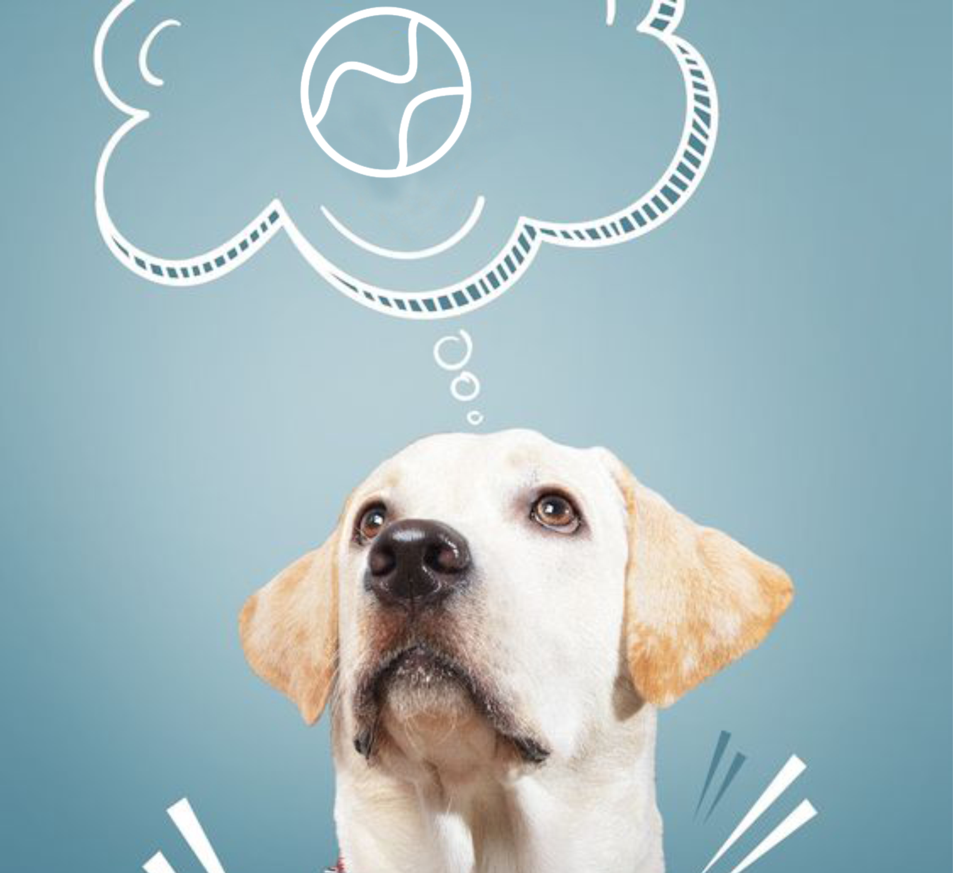 dog toy manufacturer