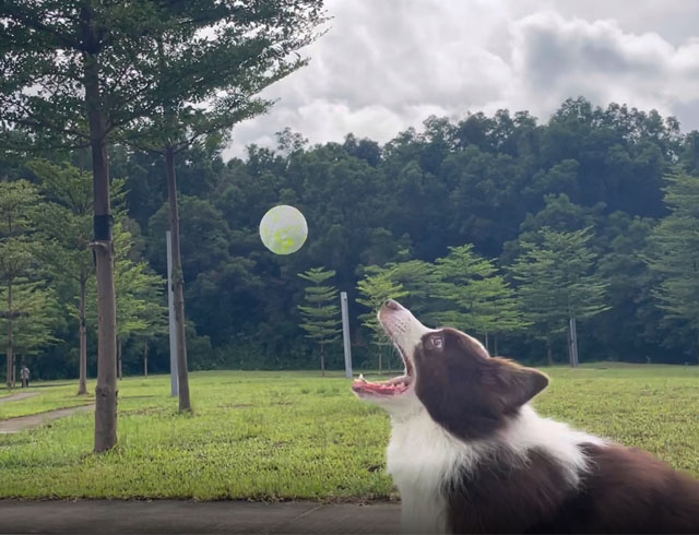 best interactive toy for dogs