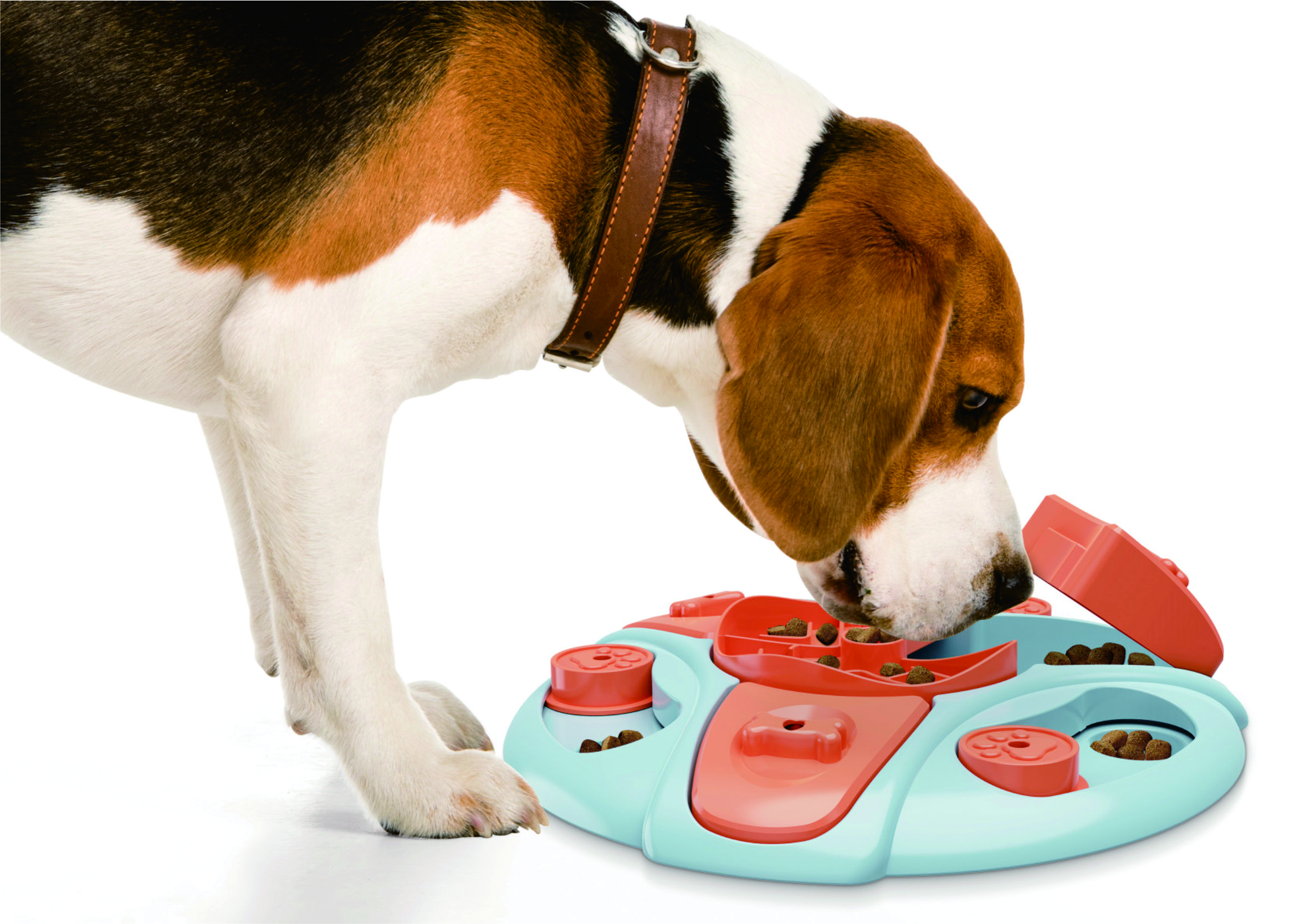 slow eating dog food bowl