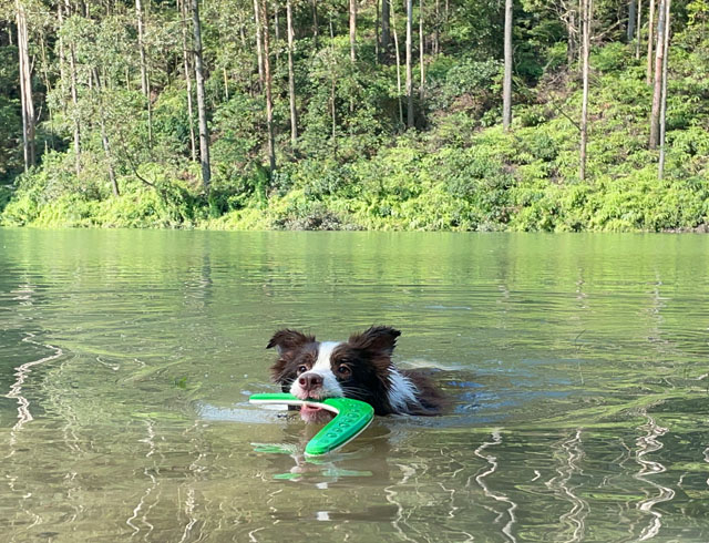 outdoor dog toys to keep them busy