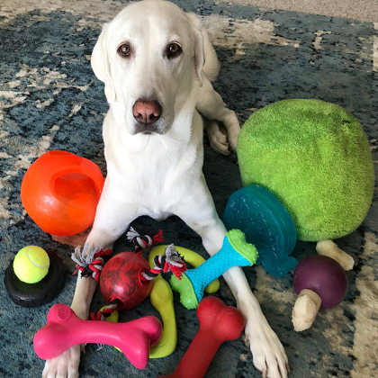 Choosing Dog Squeaky Toys
