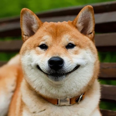 How to pick the right toy for your dog？